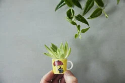 Arabia 6 Tazas Mumin Mini Tredje Classic 10 Arabia 6 Tazas Mumin Mini Tredje Classic -Vajilla Tienda 504012 01 11 EnvironmentImage d791012fd8